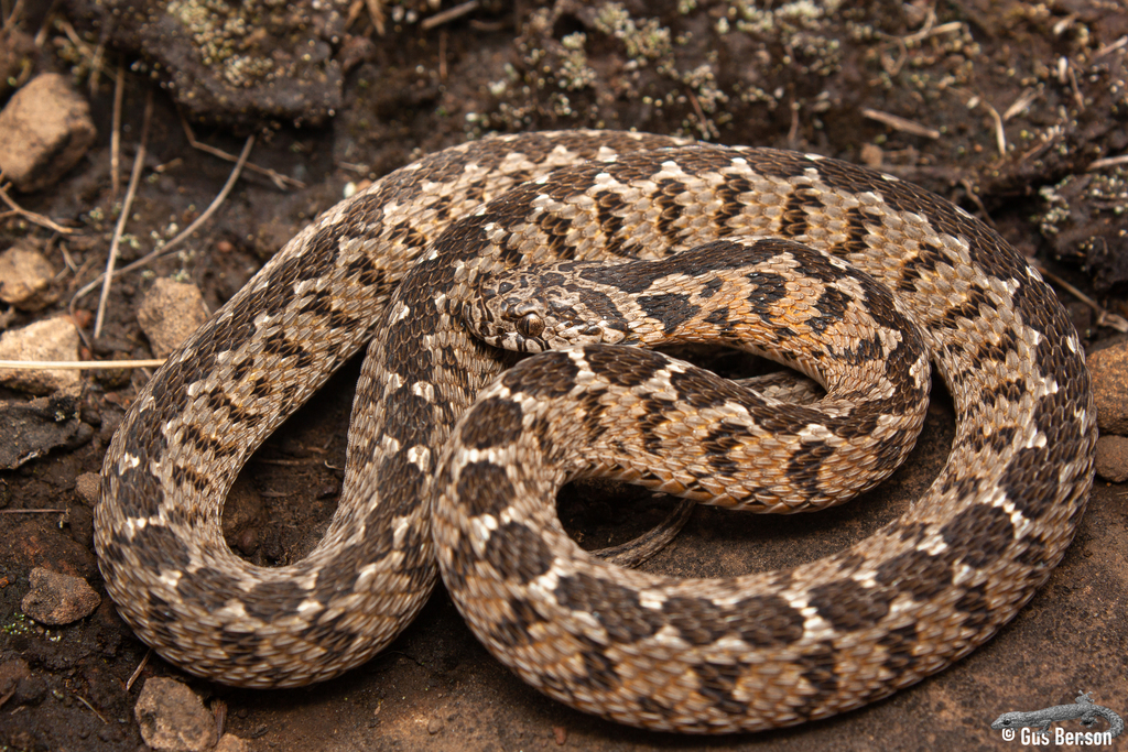 Common Egg Eater