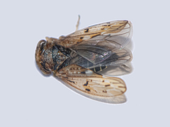 Rhytidodus decimusquartus