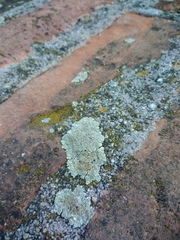 Protoparmeliopsis muralis