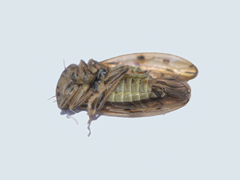 Rhytidodus decimusquartus