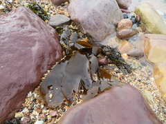 Laminaria digitata