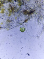 Chlorella