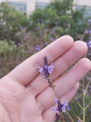 Lavandula canariensis image