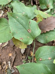 Smilax