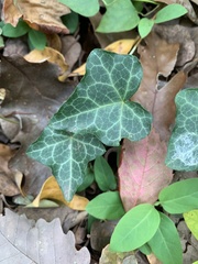 Hedera helix