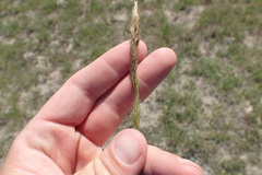 Trisetum interruptum