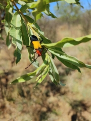 Purpuricenus laetus