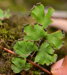 Adiantum digitatum