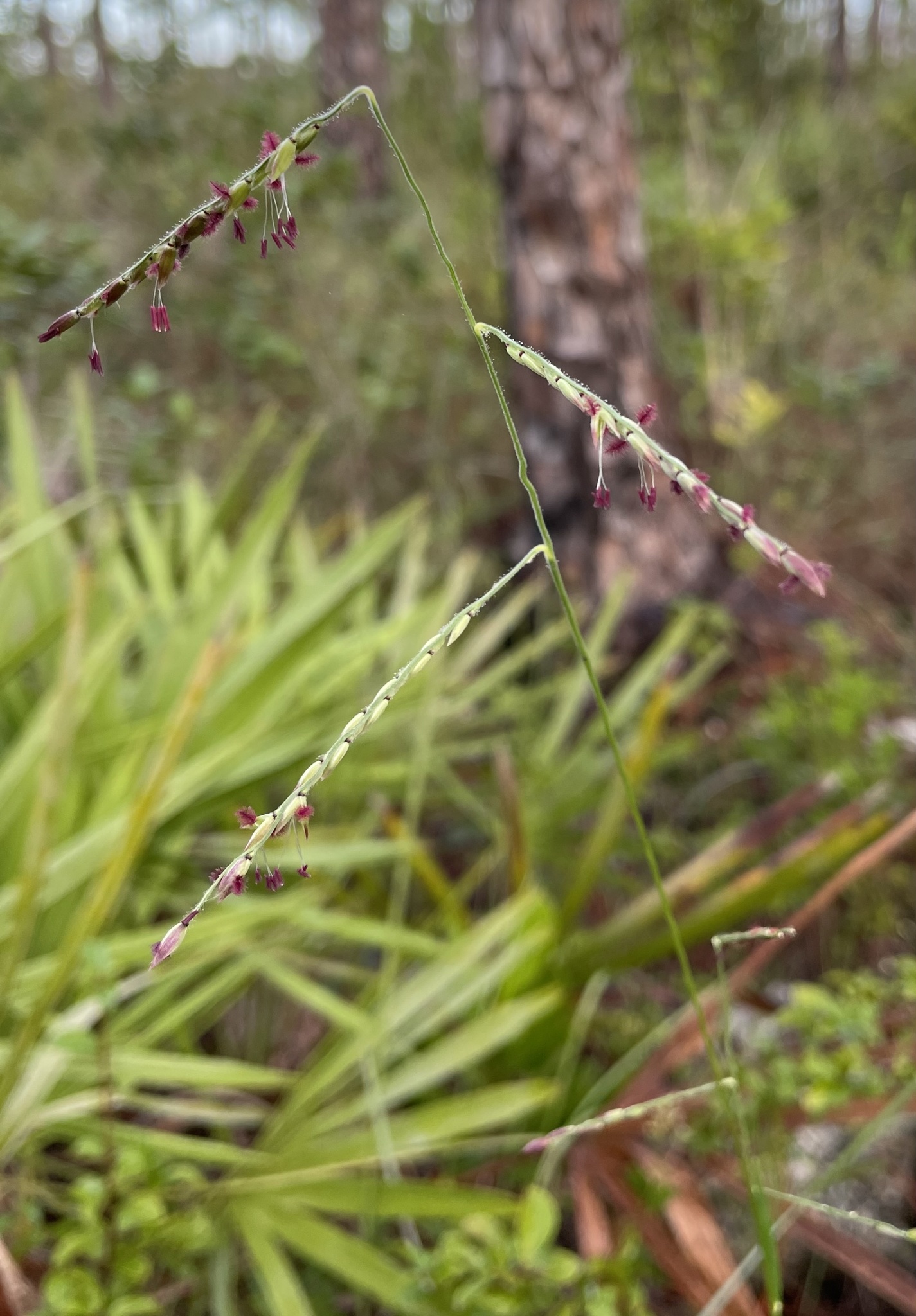 Eriochloa michauxii var. michauxii