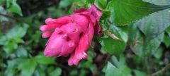 Salvia wagneriana