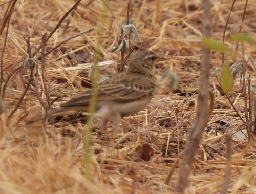 iNaturalist image