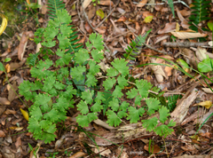 Adiantum digitatum