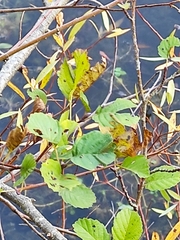Alnus glutinosa