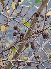 Alnus glutinosa