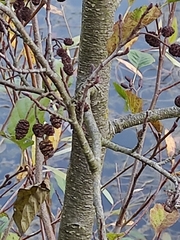 Alnus glutinosa