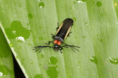 Ethra axillaris