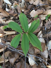 Liliales