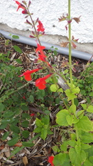 Salvia coccinea