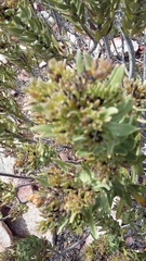 Lobostemon marlothii