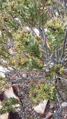 Lobostemon marlothii