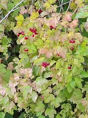Viburnum opulus