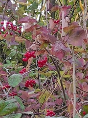Viburnum opulus