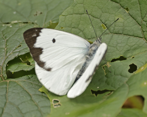 Belenois victoria