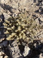 Thymelaea velutina