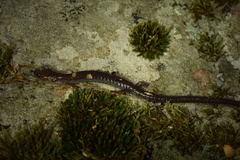 Plethodon virginia