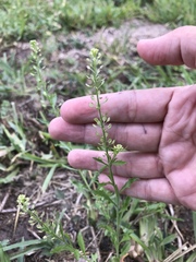 Lepidium austrinum