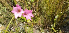 Gladiolus ornatus