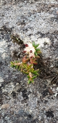 Erica petiolaris