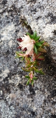 Erica petiolaris