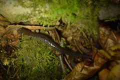 Plethodon virginia