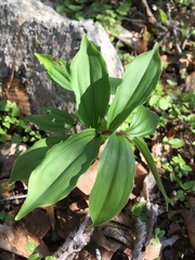 Liliales