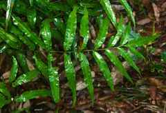 Pteris denticulata