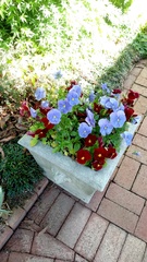 Viola × wittrockiana