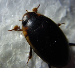 Hydaticus seminiger