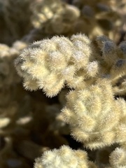 Thymelaea velutina
