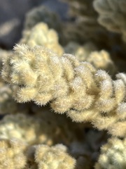 Thymelaea velutina