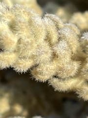 Thymelaea velutina