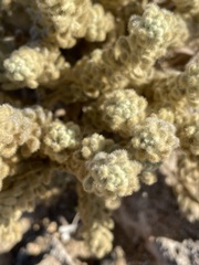 Thymelaea velutina