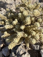 Thymelaea velutina