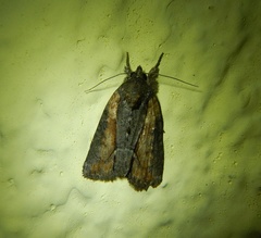 Bryophila raptricula