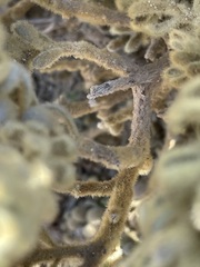 Thymelaea velutina