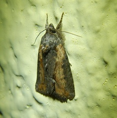 Bryophila raptricula