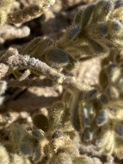 Thymelaea velutina