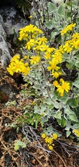 Senecio verbascifolius