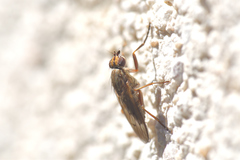Pherbellia cinerella
