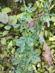 Fabaceae
